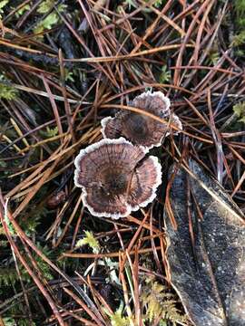 Image of Hydnellum subzonatum K. A. Harrison 1961