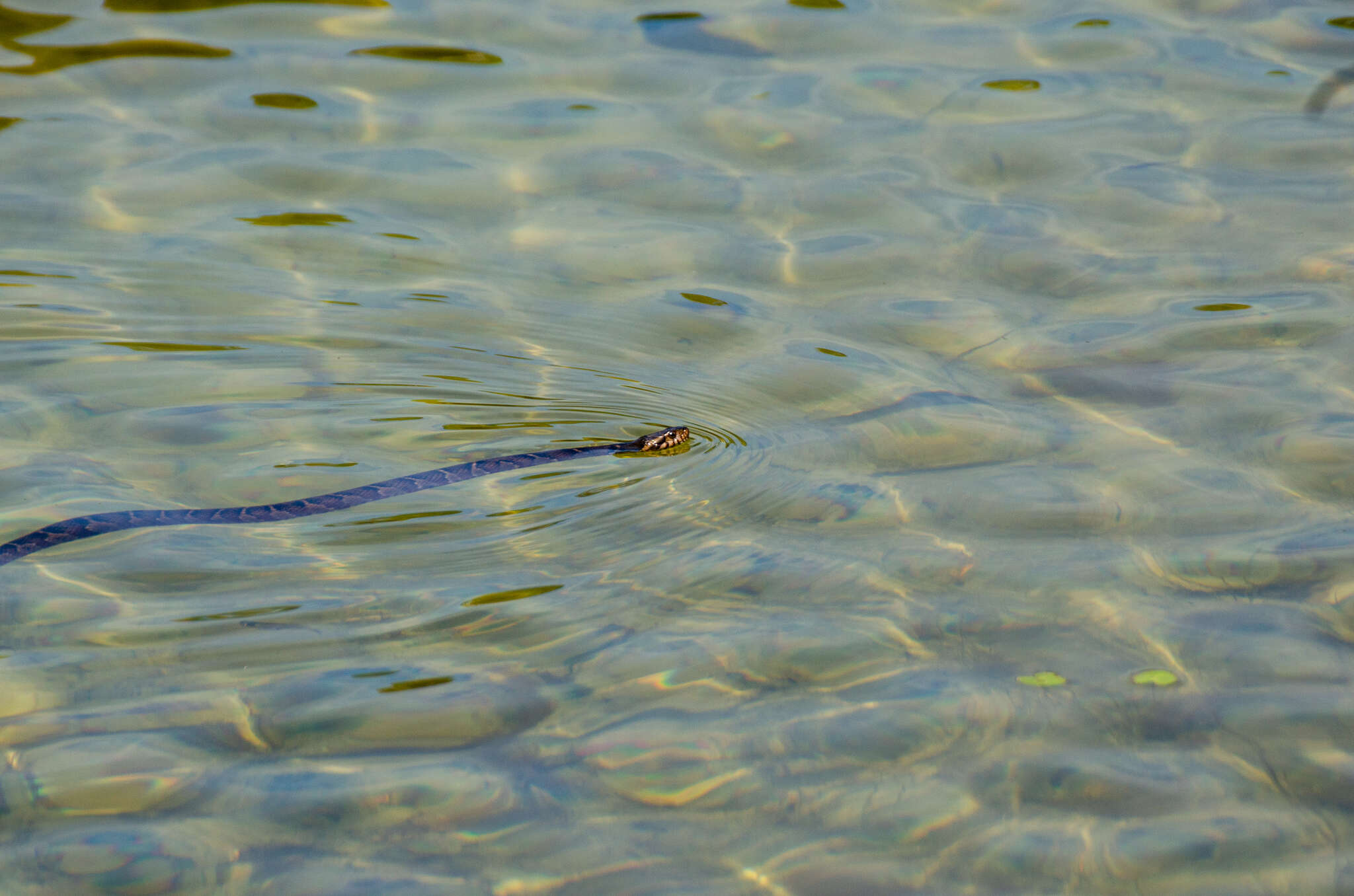 Imagem de Nerodia fasciata fasciata (Linnaeus 1766)