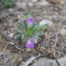 Image of Ajuga iva var. iva