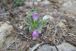 Image de Ajuga iva var. iva