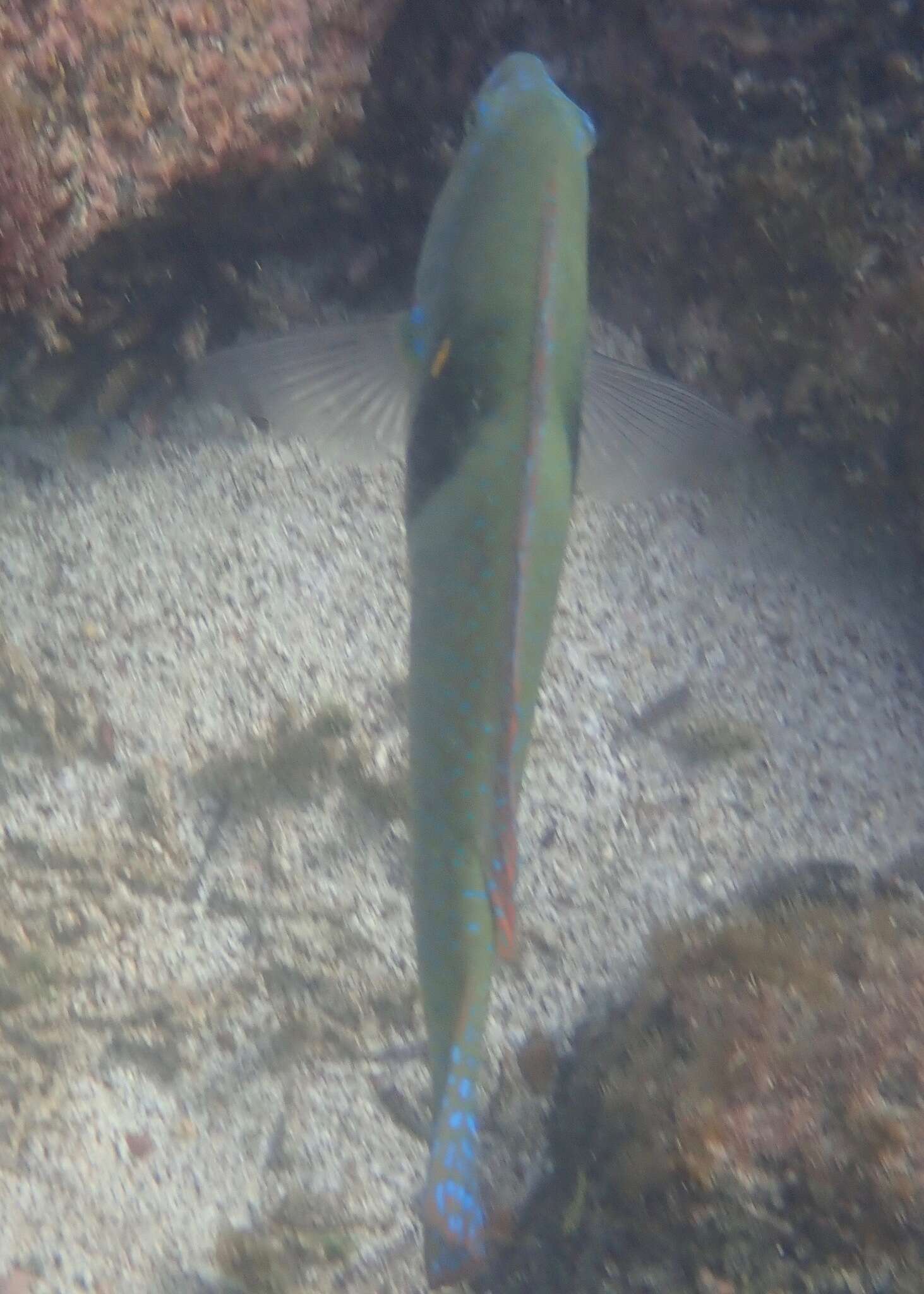 Image of Spinster wrasse