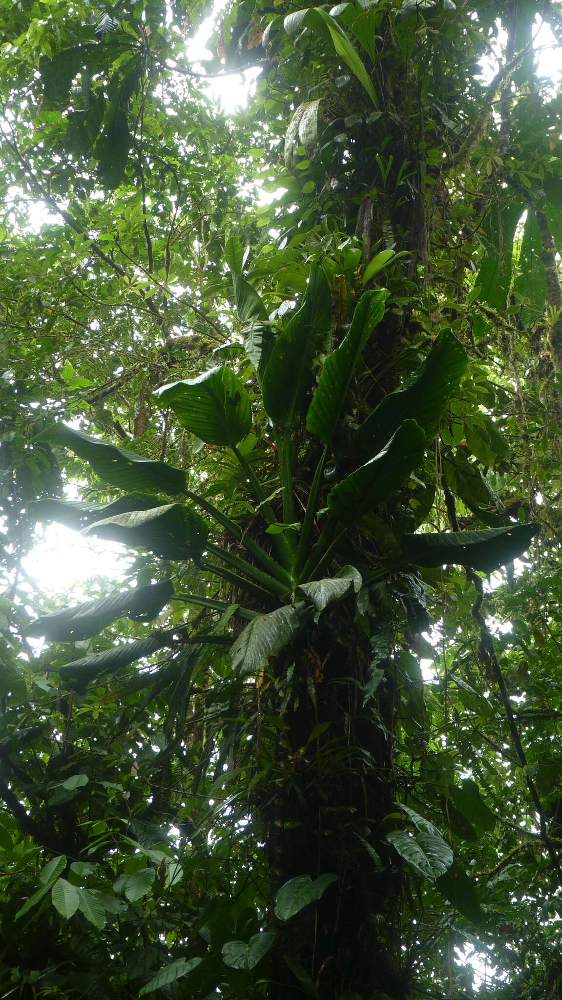 Image of Monstera standleyana G. S. Bunting