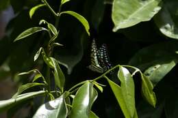 Image of Graphium macfarlanei (Butler 1877)