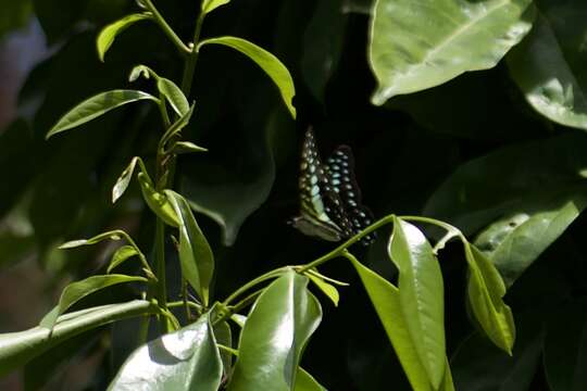 صورة Graphium macfarlanei (Butler 1877)