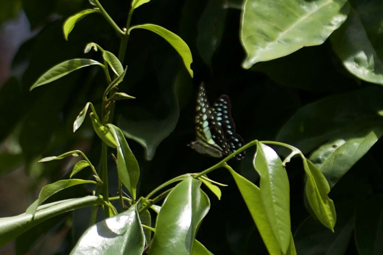 Слика од Graphium macfarlanei (Butler 1877)