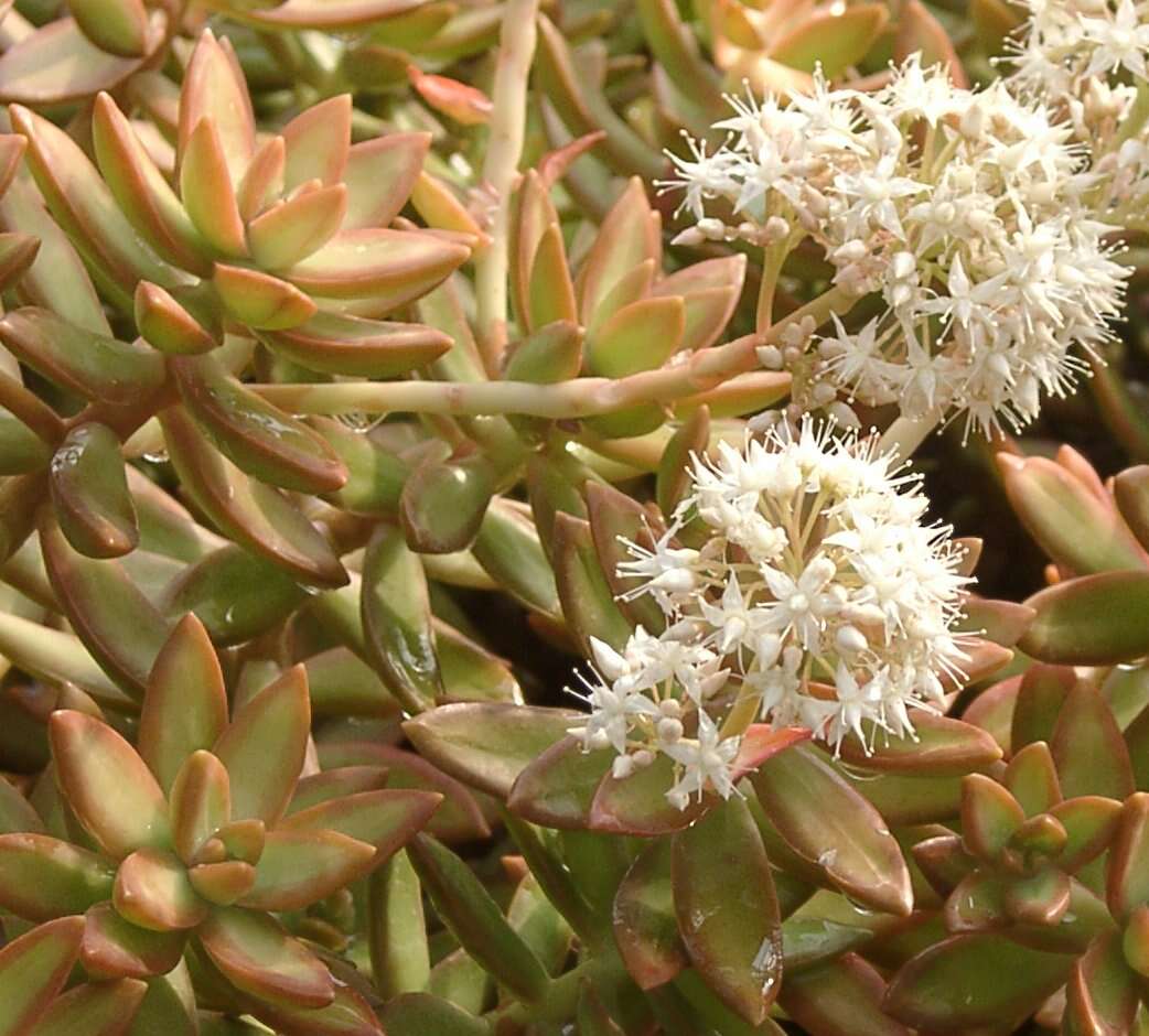 Image de Sedum nussbaumerianum Bitter