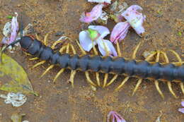 Image of Scolopendra viridicornis Newport 1844