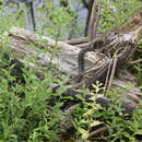 Image of barred grass snake