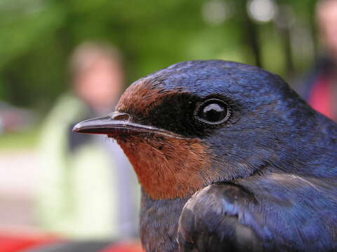 Image of Hirundo Linnaeus 1758