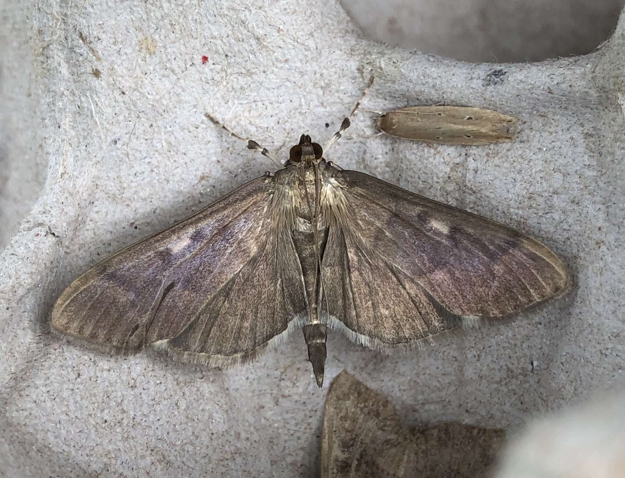 Image of Herpetogramma sphingealis Handfield & Handfield 2011