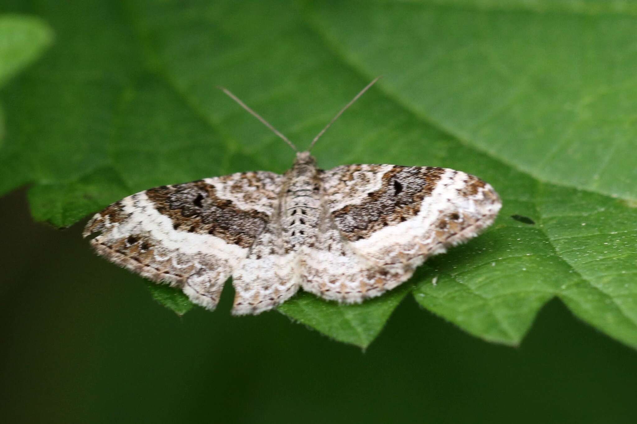 Epirrhoe alternata Müller 1794 resmi