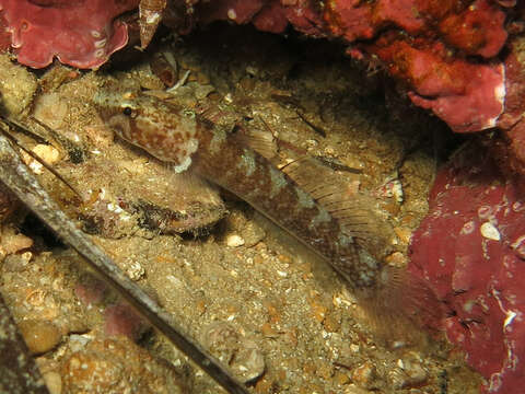 Plancia ëd Chromogobius zebratus (Kolombatovic 1891)