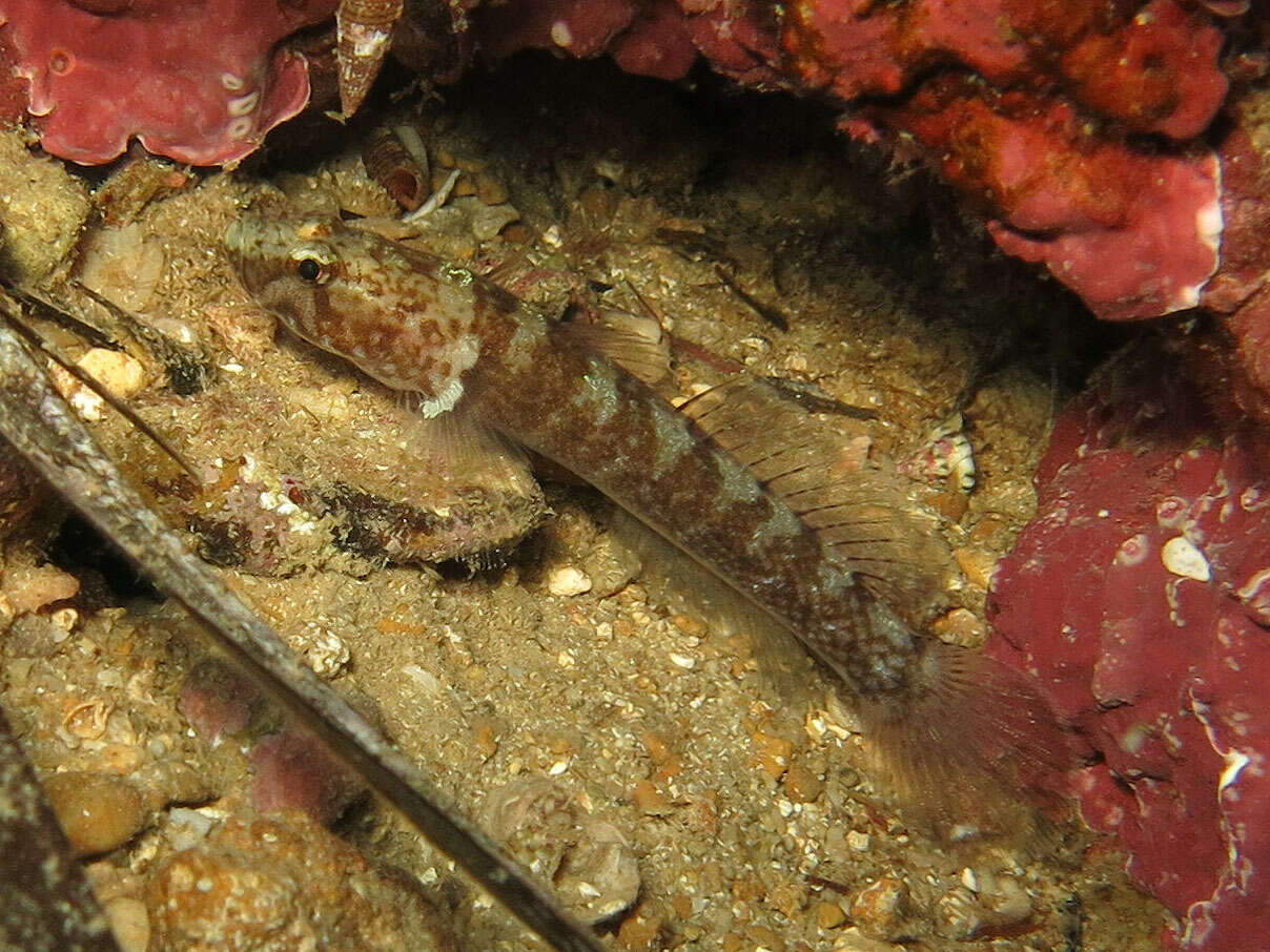 Image of Kolombatovic's Goby