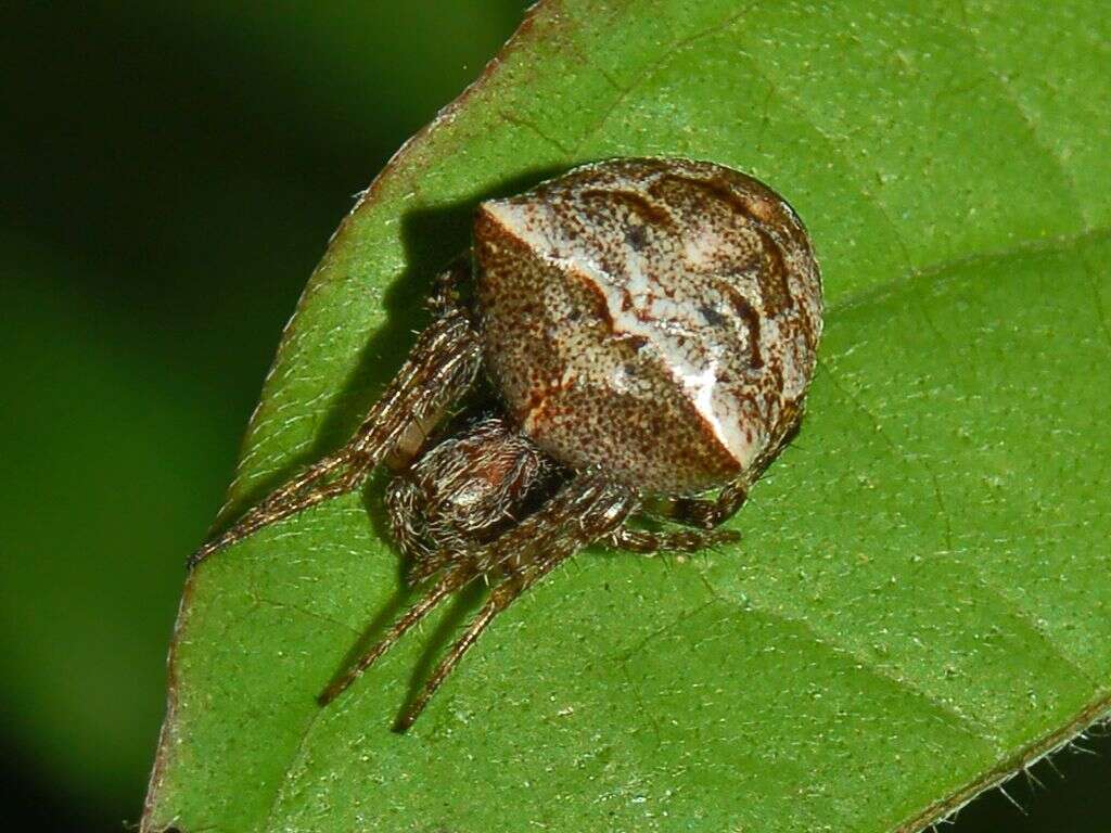 Image of Gibbaranea bituberculata (Walckenaer 1802)