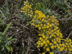 صورة Helichrysum revolutum (Thunb.) Less.