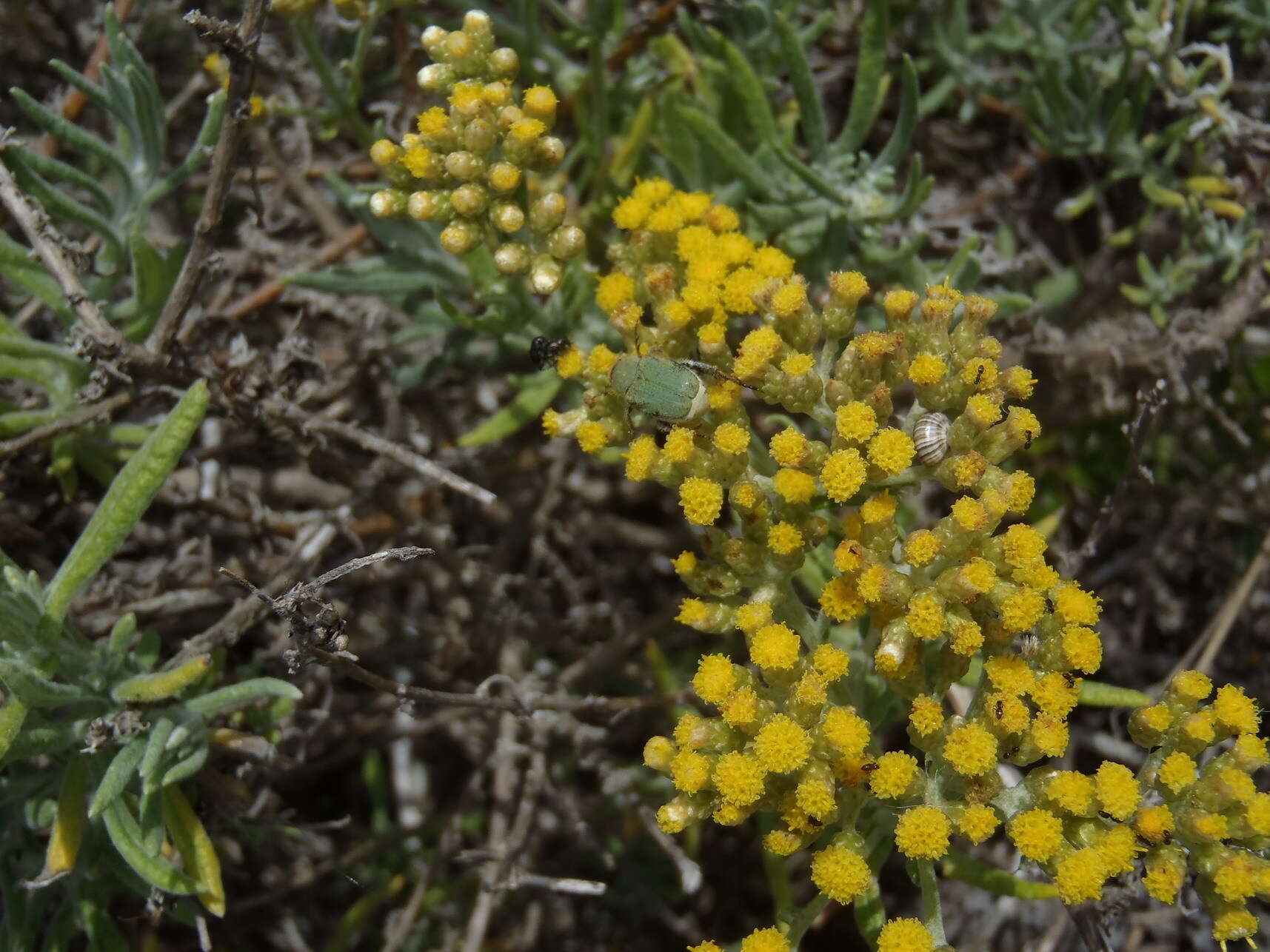 صورة Helichrysum revolutum (Thunb.) Less.