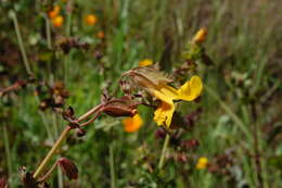 Image of Erythranthe guttata (DC.) G. L. Nesom