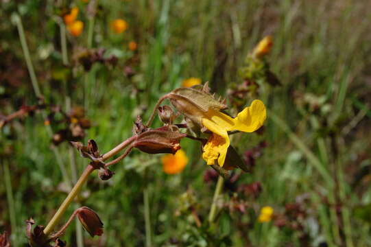 Image of Erythranthe guttata (DC.) G. L. Nesom