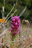 Image of exserted Indian paintbrush