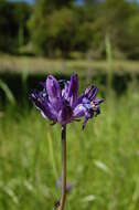 صورة Dichelostemma capitatum (Benth.) Alph. Wood