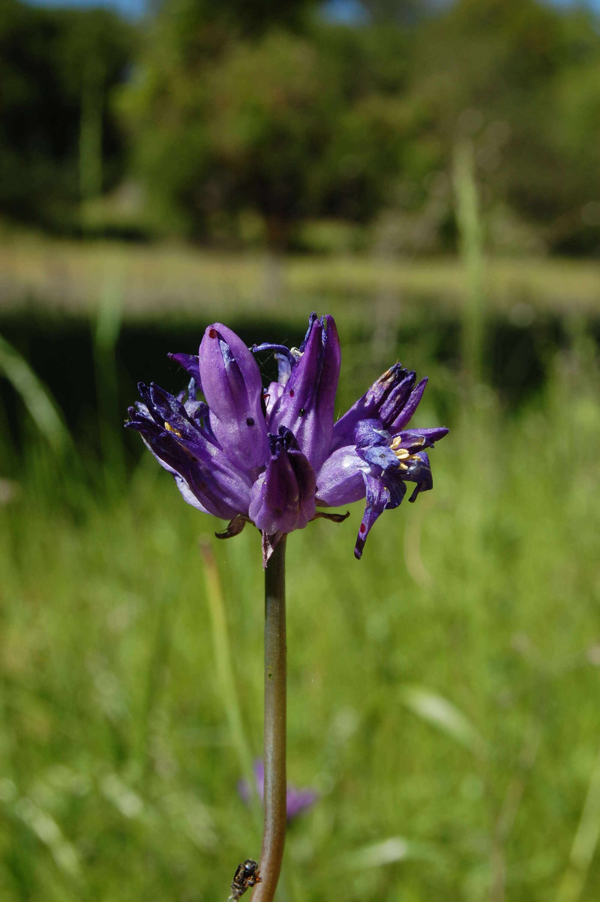 صورة Dichelostemma capitatum (Benth.) Alph. Wood