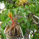 Image of Tillandsia rothii Rauh