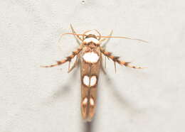 Image of Stathmopoda triselena Meyrick 1897