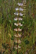 Image of hollowleaf annual lupine