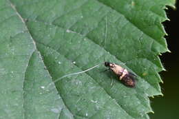 Image of Nemophora associatella Zeller 1839