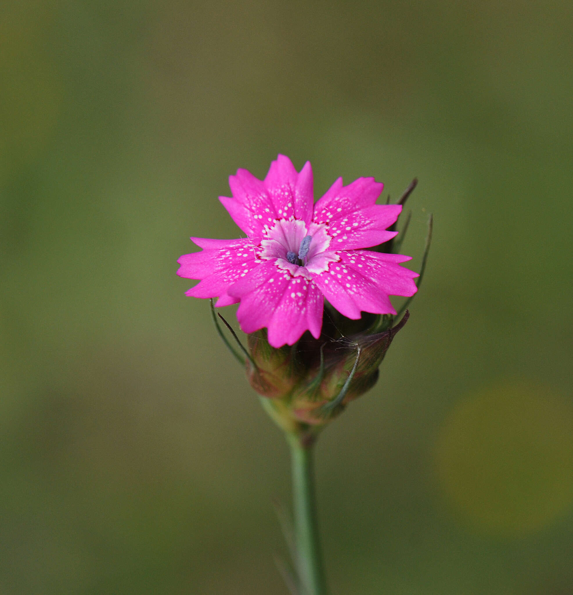 Image of Dianthus viscidus Bory & Chaub.