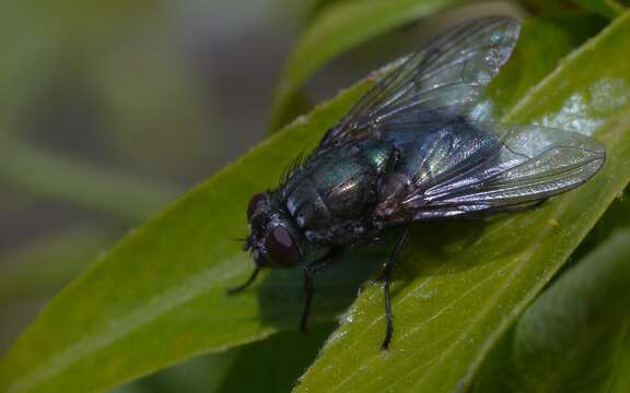 Image of Eudasyphora cyanella (Meigen 1826)