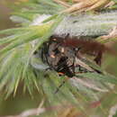 Plancia ëd Cermatulus nasalis hudsoni Woodward 1953