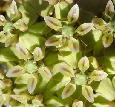 Image of Asclepias crispa Berg.