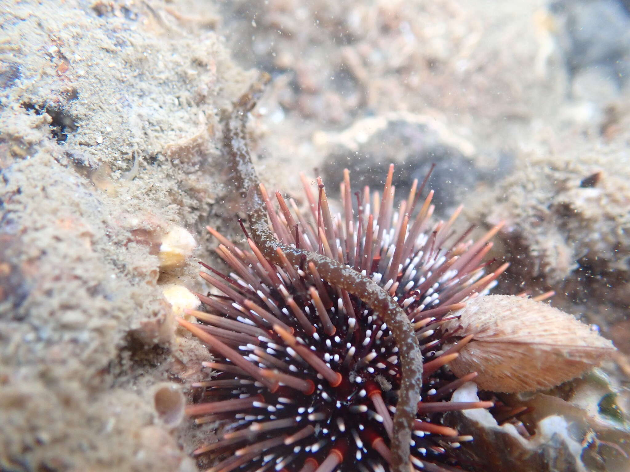 Image of Shortsnout pipefish