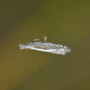 Image of Glyphipterix oxymachaera