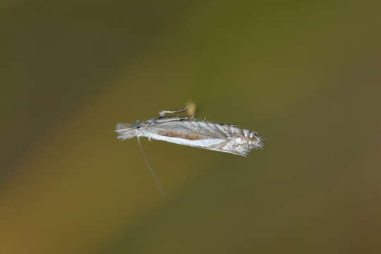 Image of Glyphipterix oxymachaera