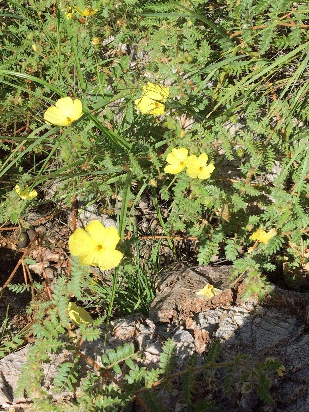 Image of Large-flowered devil-thorns,