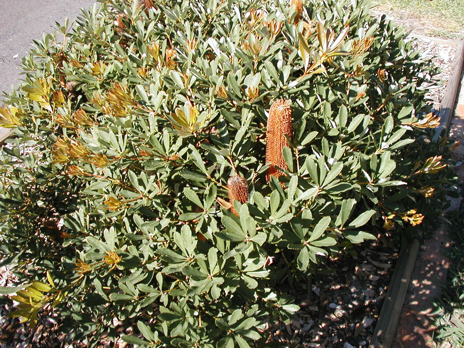 Image of Banksia paludosa R. Br.