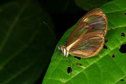 Image of <i>Ithomia pseudoagalla</i>