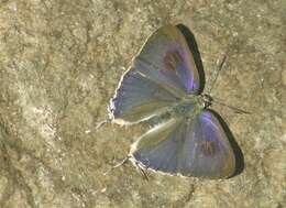 Image of Hypolycaena erylus (Godart 1823)