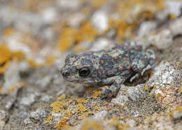 Image of Günther’s toad or rock toad