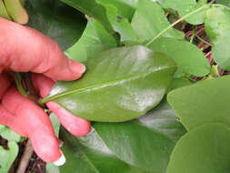 Image of Rose Cactus