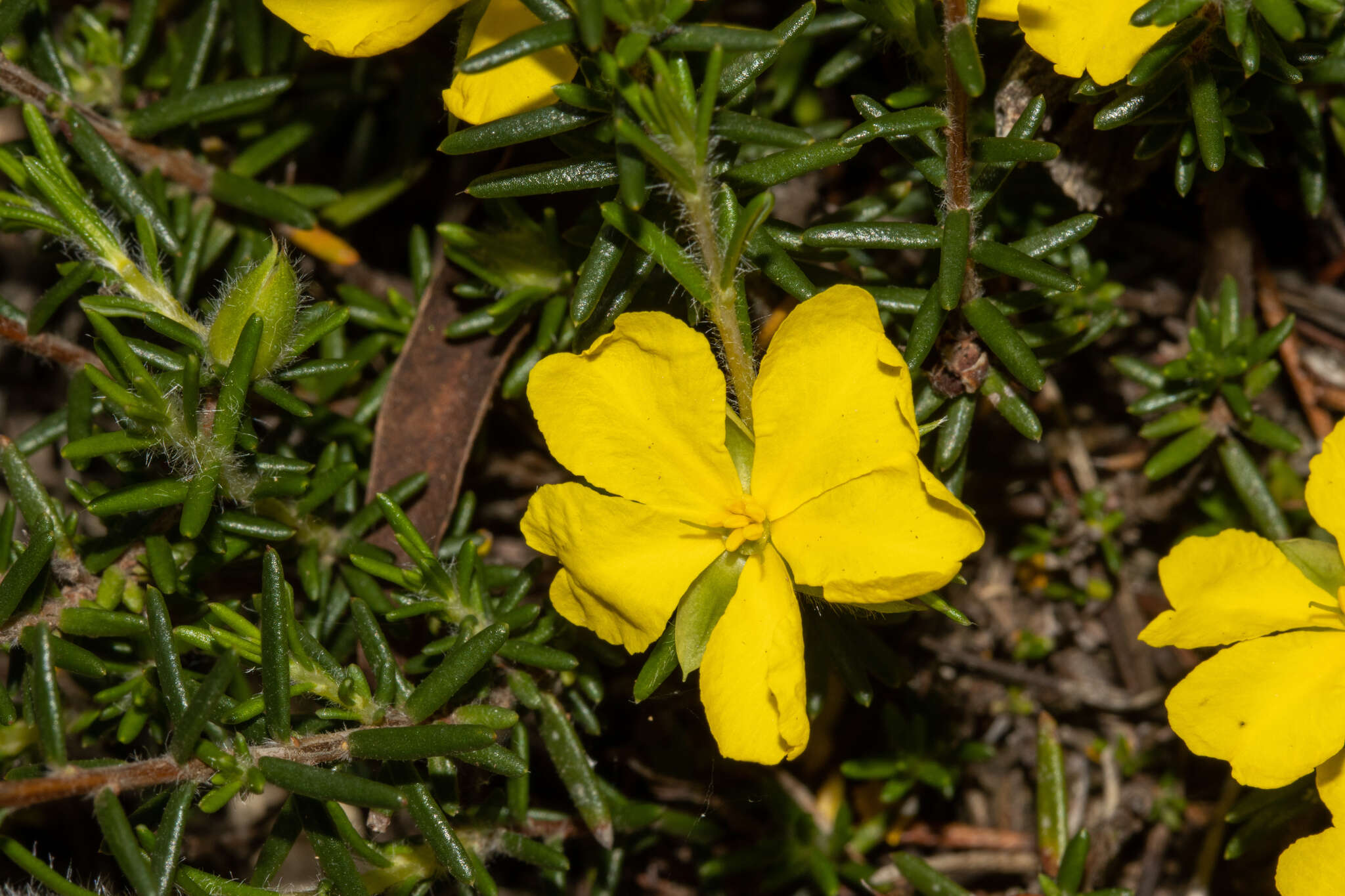 Image of Hibbertia paeninsularis J. M. Black