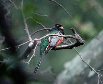 Imagem de Trogon elegans Gould 1834