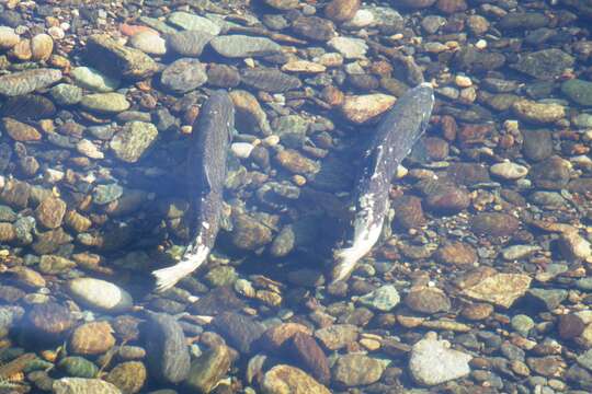 Image of Chinook Salmon