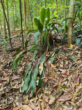 Image of Hanguana rubinea