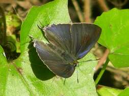 Image of Hypolycaena erylus (Godart 1823)