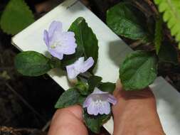 Strobilanthes tetraspermus Druce resmi