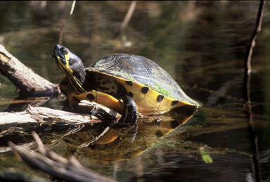 Image of yellow-bellied slider