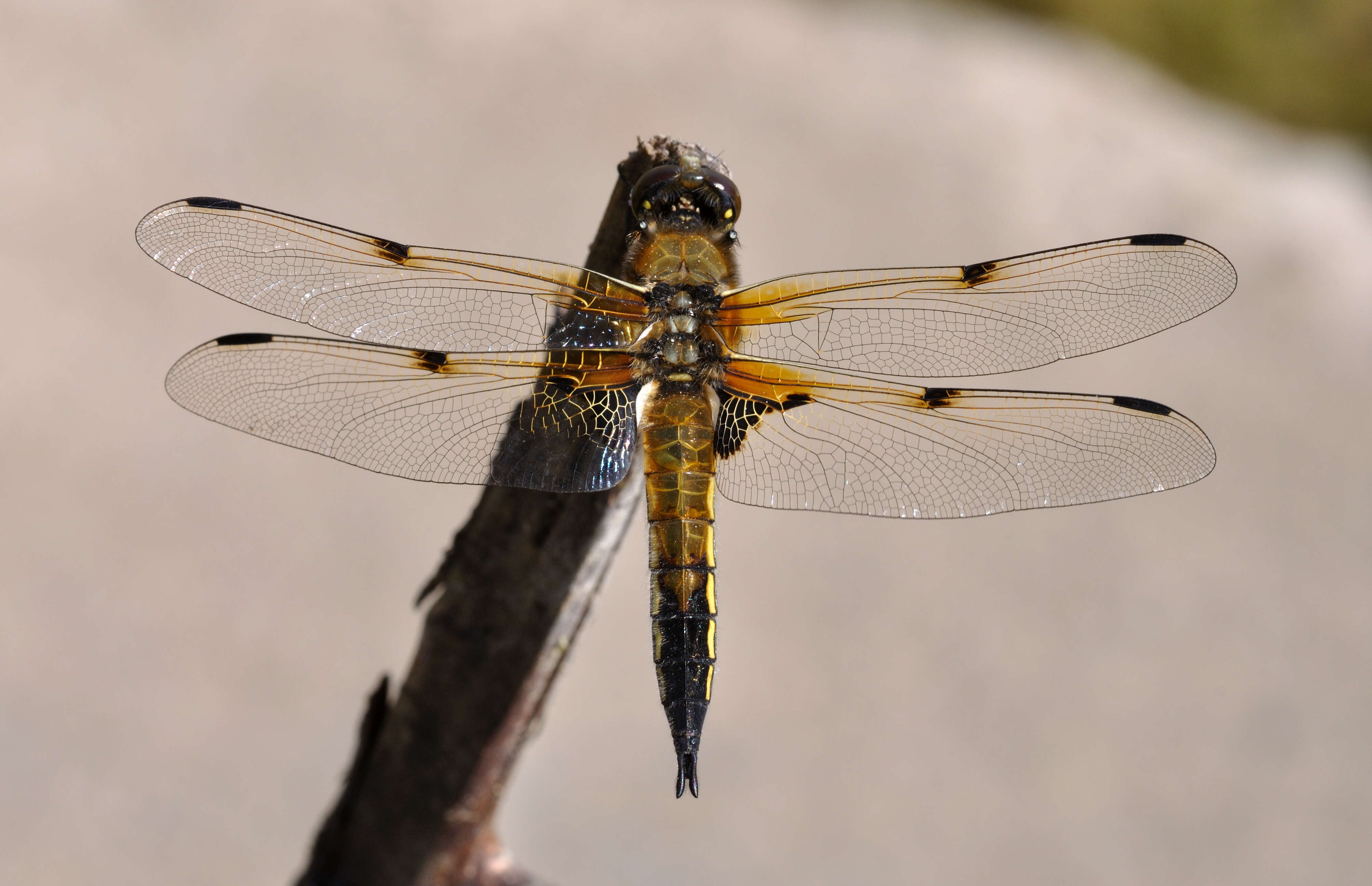 Image of Four-spotted Chaser